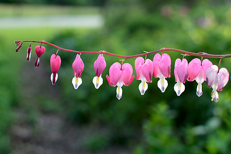 purple-and-white Bleeding Hearts Flower in closeup photography thumbnail