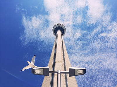 space needle under sunny sky thumbnail