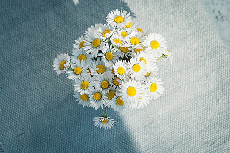 bouquet of white daisy flowers thumbnail