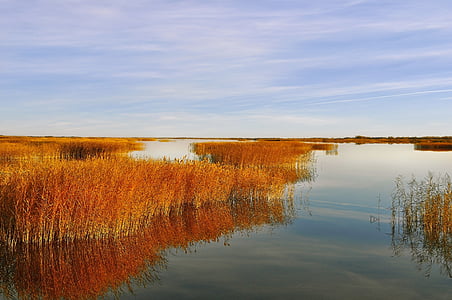 brown grass thumbnail