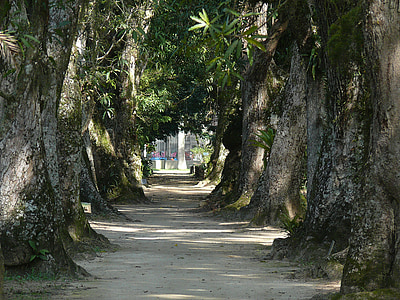 green trees thumbnail