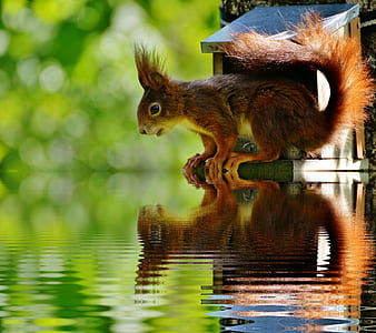 brown squirrel looking on body of water thumbnail