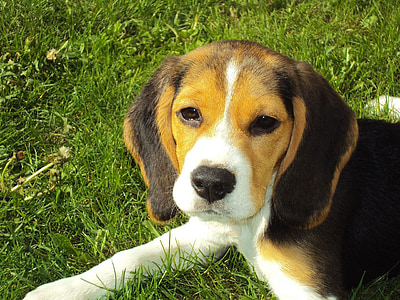 tricolor beagle puppy on grass field thumbnail