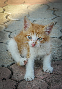 brown and white kitten thumbnail