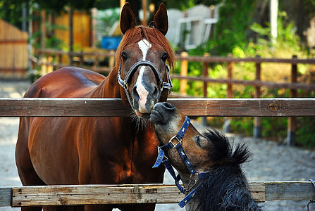 brown horse inside fence thumbnail