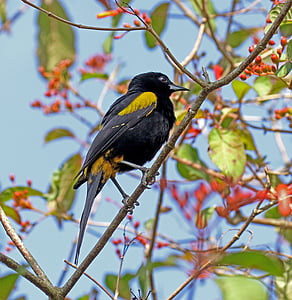 bird on tree branch thumbnail