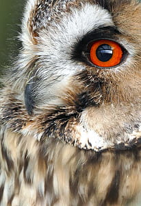 closeup photography of owl thumbnail
