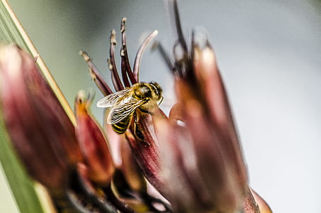 food, light, nature, summer thumbnail
