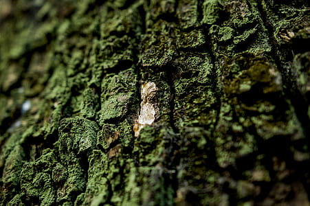 tree log on shallow focus lens thumbnail