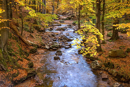 river covered with orange leaf trees at daytime thumbnail