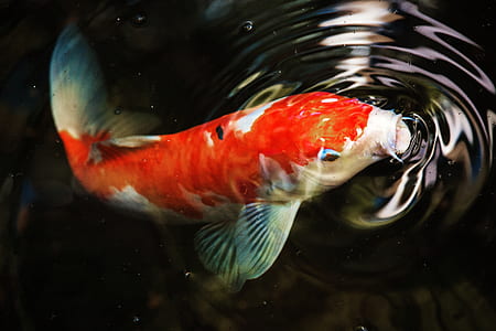 photo of orange and white fish thumbnail