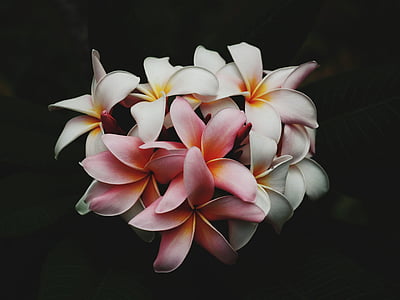 white and pink petaled flowers thumbnail