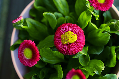 green and pink flower arrangement thumbnail