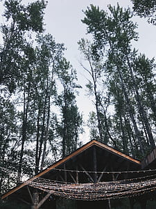 light, roof, cabin, tree thumbnail