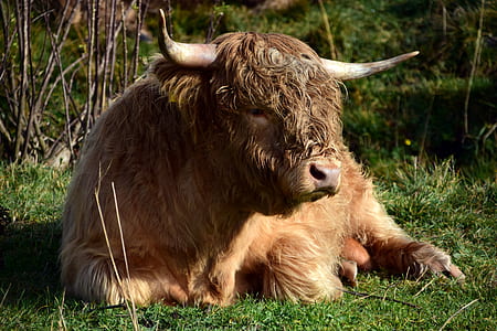 brown ox sitting on green grass thumbnail