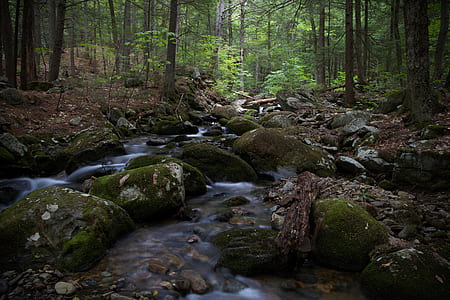 photo of body of water surrounded with trees thumbnail