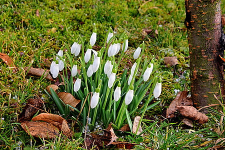 white tulip flowers near tree thumbnail