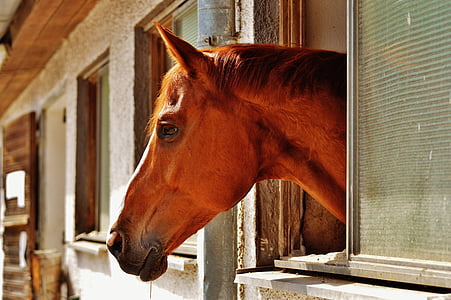 brown horse putting head out of window thumbnail