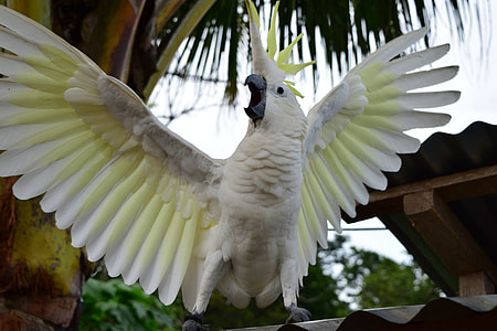 white and yellow parrot beside coconut tree thumbnail