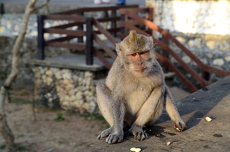 brown primate sitting on brown flooring thumbnail