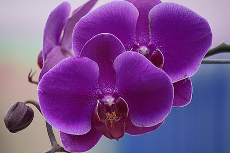 violet flower thumbnail