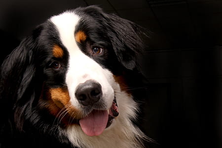 adult Bernese Mountain dog thumbnail