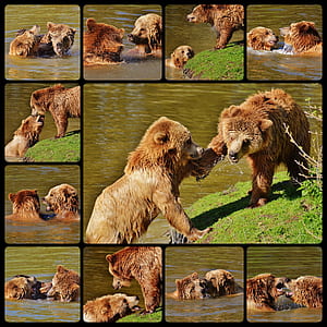 brown bear collage thumbnail