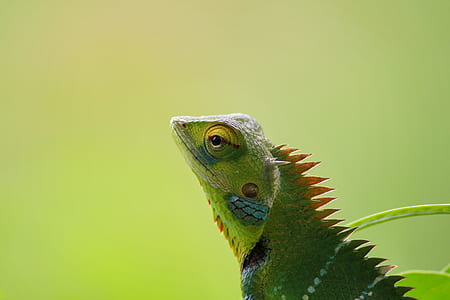 green reptile with green background thumbnail