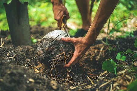 person holding gray coconut thumbnail