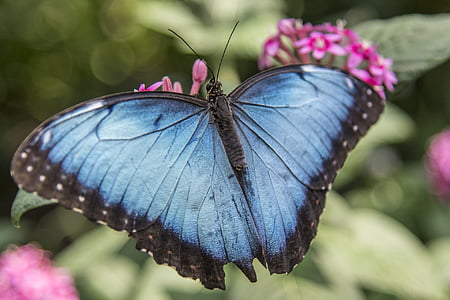 selective focus photography of morpho butterfly perched on pink petaled flower thumbnail