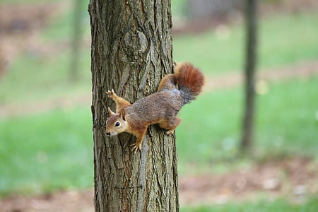 red squirrel on trunk thumbnail