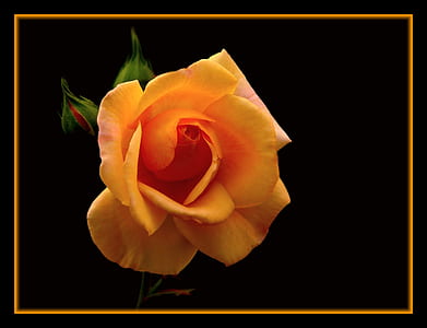 selective focus photography of orange rose flower thumbnail