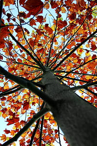 low-angle view of maple tree thumbnail