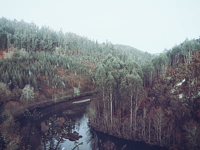 stream in between trees during daytime thumbnail