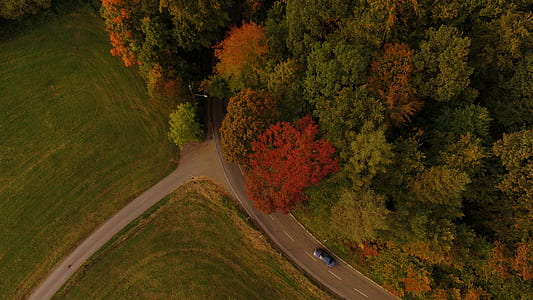 eagle eyeview of tree bed thumbnail