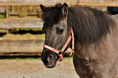brown horse thumbnail