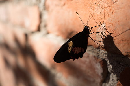 black and white butterfly on brick wall thumbnail