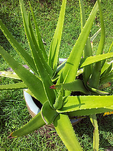 Aloe Vera plant thumbnail