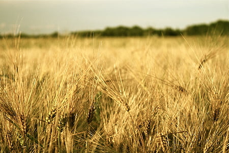 shallow focus photography of wheat thumbnail