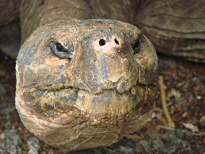 close-up photo of gray and brown turtle thumbnail