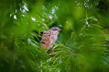 White-Browed Coucal in the tree - Centropus superciliosus thumbnail