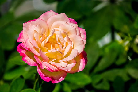 yellow and pink rose in close-up photography thumbnail