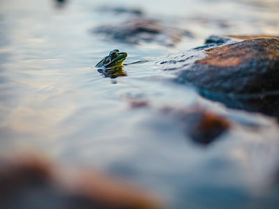 green frog on water near stone close-up photography thumbnail