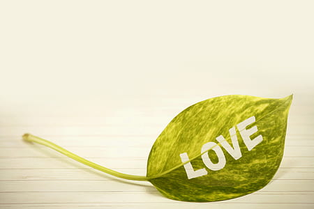 green leaf love thumbnail