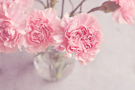 pink carnacion flowers in clear glass vase thumbnail