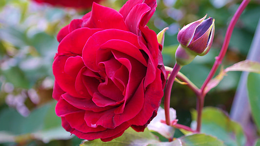 Blossom, Bloom, Red Rose, rose, rose bloom, fragrance thumbnail