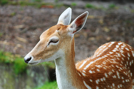 brown deer thumbnail