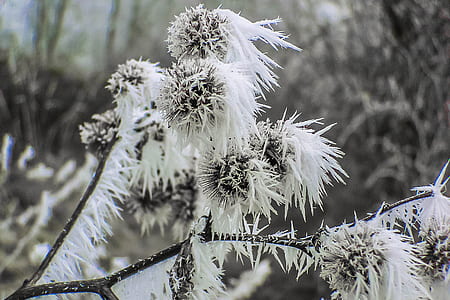 close up photo of white flower thumbnail