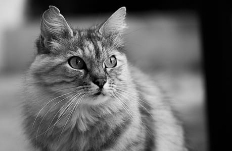 gray scale photography of cat thumbnail