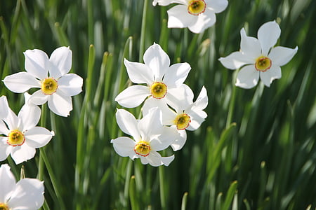 white flowers thumbnail